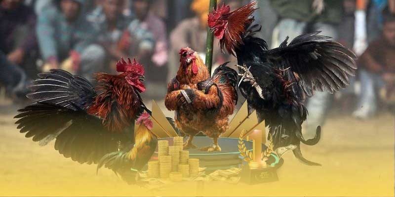 Đá gà EA88 trực tiếp hàng ngày